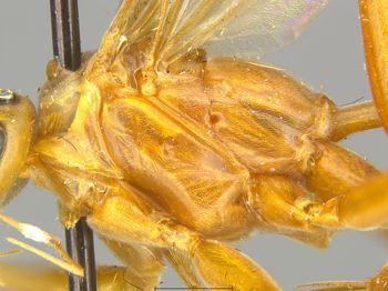 Media type: image;   Entomology 26160 Aspect: thorax lateral